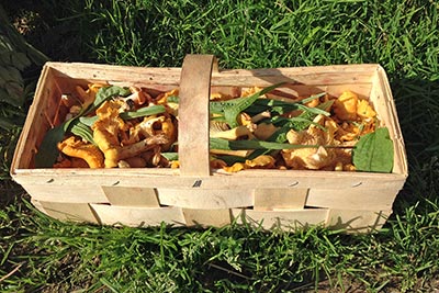 Frische Pfifferlinge