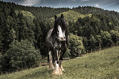 Reiten auf dem Friedershof
