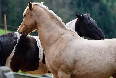 Reiten auf dem Friedershof