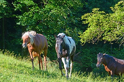 Unsere Tiere