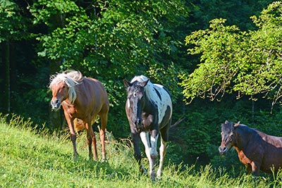 Reiten auf dem Friedershof