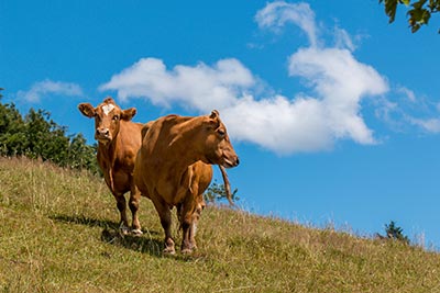 Unsere Tiere