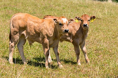 Unsere Tiere