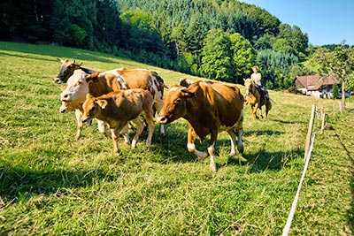 Unsere Tiere