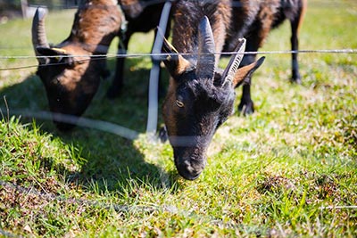 Unsere Tiere