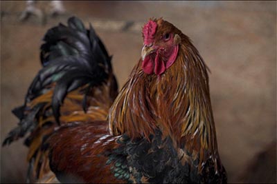 Unsere Tiere