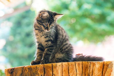 Unsere Tiere