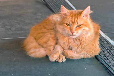 Unsere Tiere